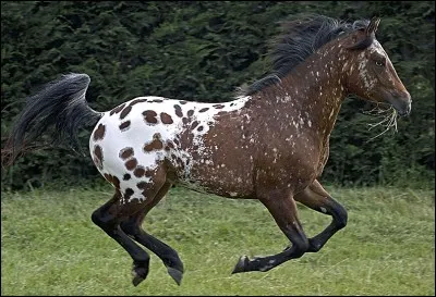 Comment se nomme la robe de ce cheval ?