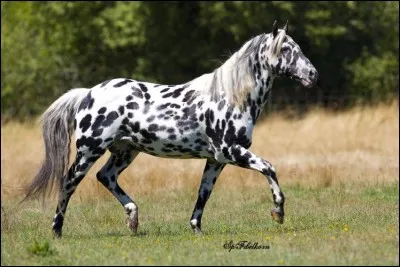 Comment se nomme la robe de ce cheval ?
