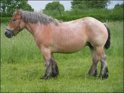 Comment se nomme la robe de ce cheval ?