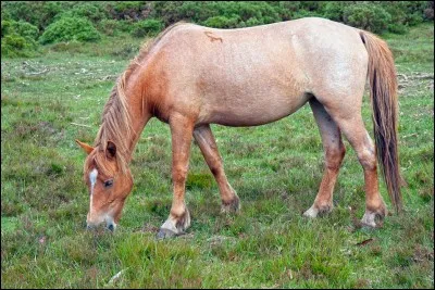 Comment se nomme la robe de ce cheval ?