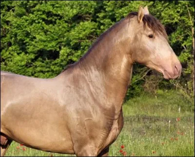 Comment se nomme la robe de ce cheval ?