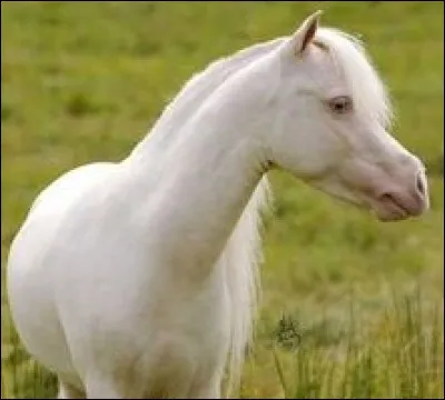 Comment se nomme la robe de ce cheval ?