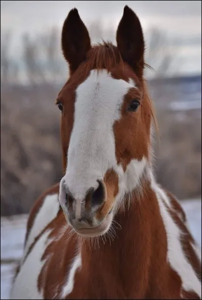 Comment se nomme la robe de ce cheval ?