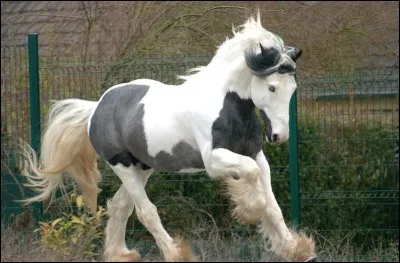 Comment se nomme la robe de ce cheval ?