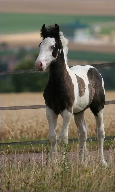 Comment se nomme la robe de ce cheval ?