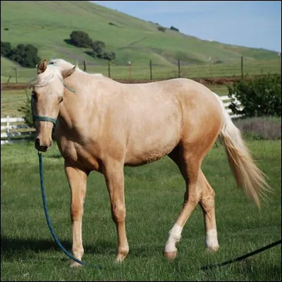 Comment se nomme la robe de ce cheval ?