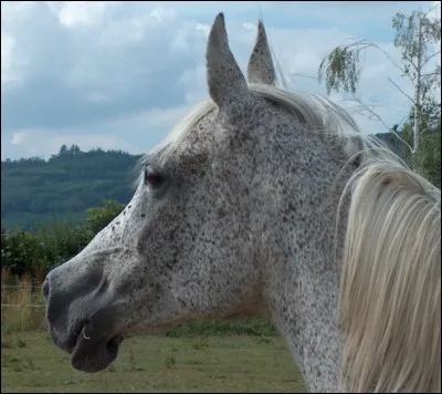 Comment se nomme la robe de ce cheval ?
