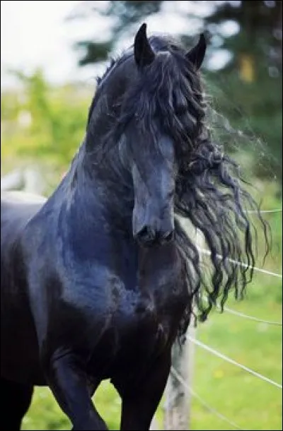 Comment se nomme la robe de ce cheval ?