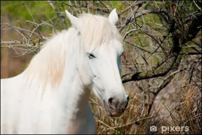 Comment se nomme la robe de ce cheval ?