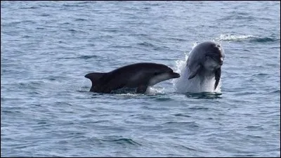 Exploitation animale (4) > Mis à part la pêche, de quelle manière meurent généralement les dauphins des bassins à spectacles ?