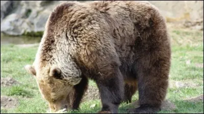 Exploitation animale (5) > Il en est de même pour les "parcs à ours" : ce dernier est un animal solitaire et la présence de l'homme ne lui est utile en rien. A propos, qu'est-ce qu'un "plantigrade" ?