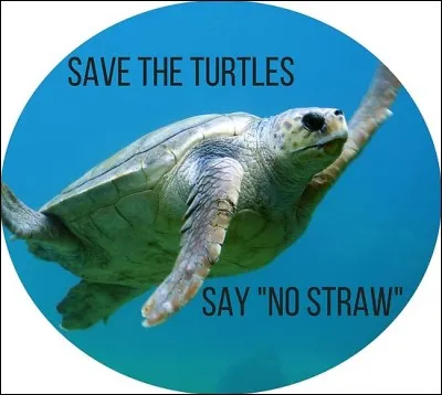 Exploitation animale (6) > Il est très hypocrite à mon sens de prétendre qu'on va voir les tortues "pour les enfants" : ceux-ci sont à même de comprendre si on leur explique ce qu'elles risquent : quoi, par exemple ?