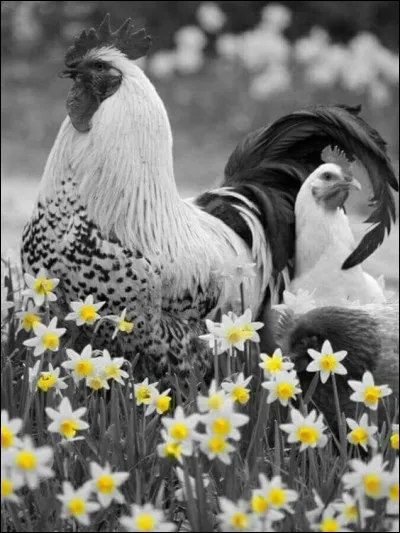 À quoi correspondent les cloaques chez les coqs ?