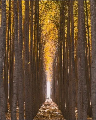 Quelle belle photo de Zachary Edward Martgan ! ''Un photographe autodidacte talentueux et instagrammer basé à Eugene, dans l'Oregon. « Vivre dans cette belle région du monde a fortement influencé mon style de photographe », dit-il '' (pmepmimagazine.info). En effet Zachary photographie la nature et les paysages avec succès beaucoup.
De quel grand pays cela nous donne-t-il ces photos.