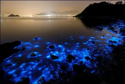 Une lueur bleu indigo, fluorescente la nuit, est observée dans ses eaux côtières, si bien que l'on peut dire que les algues luminescentes éclairent sa baie. ''Cette couleur extraordinaire vient de la prolifération d'un organisme vivant unicellulaire nommé Noctiluca scintillans''(notre-planete.info).
Situez ce lieu qui se place parmi les grands centres financiers du monde.