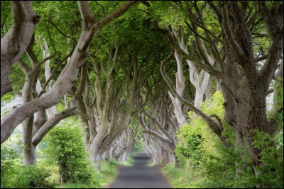 J'ai trouvé cette magnifique photo dans Nikpal Getty Images. L'uvre est intitulée ''The Dark Hedges''. Elle a été prise dans le County Antrim ; elle est répertoriée comme une très ''Famous Place''.
Vous devez trouver le pays de la photo.