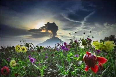 Le mont Sinabung 2 460 m demeure actif. Il se compose de quatre cratères volcaniques. Le sol volcanique est fertile et la température agréablement fraîche est idéale pour cultiver des fruits, des légumes et des fleurs.
Trouvez le pays de ce volcan, qu'on voit ici en éruption, ceci depuis le village de Surbakti, dans le Sumatra du Nord.
Merci d'avoir voyagé avec moi.