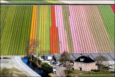 Elle peut aussi être sculptée notre planète. Dans ce pays, c'est partout une célébration du triomphe sur l'eau. Pays sur mesure pour un forfait vélo & péniche. La photo nous montre un champ de fleurs dans le Keukenhof, soit un parc floral surnommé le Jardin de l'Europe, qu'on peut voir à Lisse, en Hollande du sud.
Quel autre nom donne-ton aussi à ce pays ?