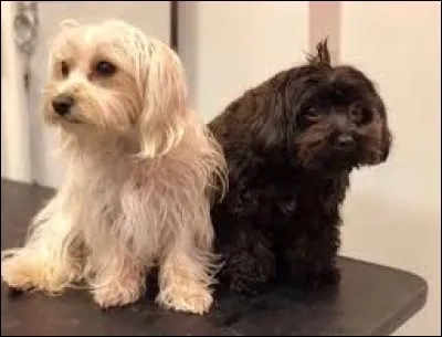 Comment s'appellent ses chiens ?