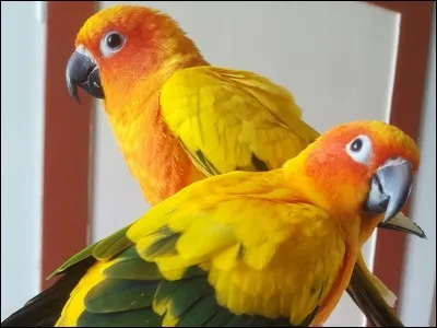 Les oiseaux ont les os creux.