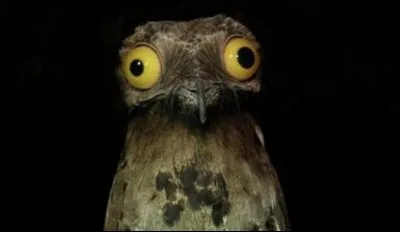 Quel est le seul oiseau à pouvoir voler en arrière ?