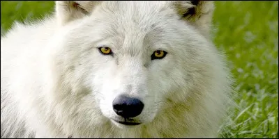 Comment s'appelle la femelle du loup ?