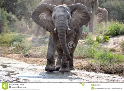 Comment s'appelle le mâle de l'éléphante ?