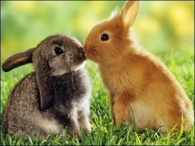 Les lapins ont quelle forme de queue ?