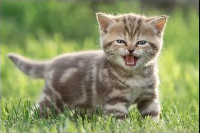 Les chats peuvent-ils voir dans le noir ?