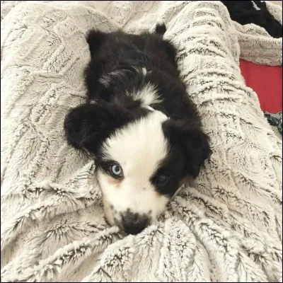 Comment s'appelle son ancien chien ?