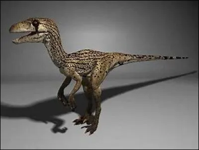 Quelle était la particularité du bout du museau de l'utahraptor ?