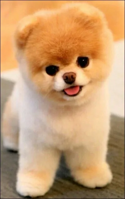 Quel est cet animal ?