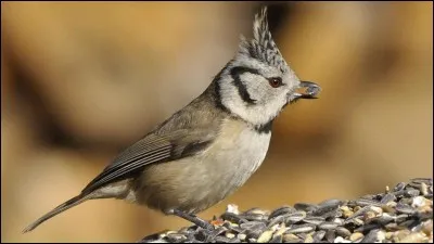 Dans la mythologie antique, Nausicaa est...