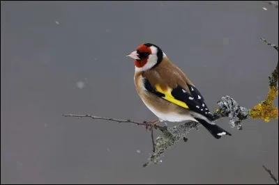 Qui chantait "L'Hymne à l'amour" ?