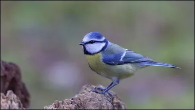 Quel pays a pour unité monétaire principale le zloty ?