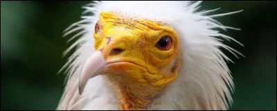 Quel était l'emblème de la royauté française sous l'Ancien Régime ?