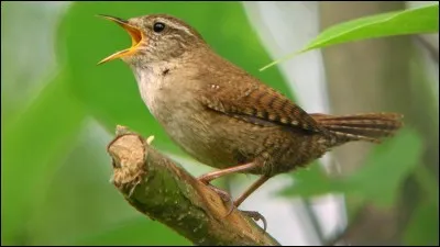 Le mot "exorde" est du genre...