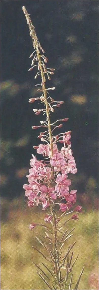 Quel est le nom de cette plante ?