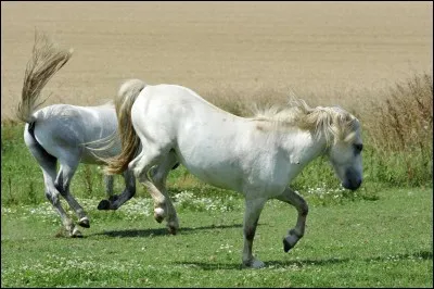 Le galop va à quelle vitesse ?