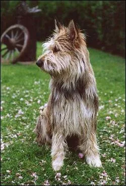 De quelle race est ce chien ?