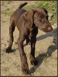 De quelle race est ce chien ?