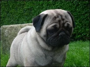 De quelle race est ce chien ?