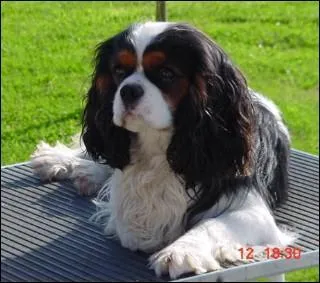 De quelle race est ce chien ?