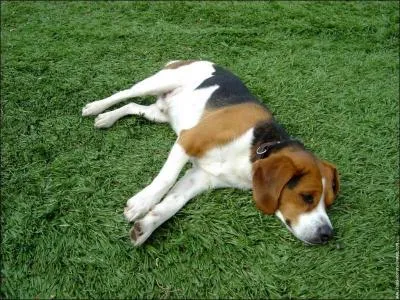 De quelle race est ce chien ?