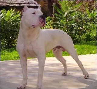 De quelle race est ce chien ?