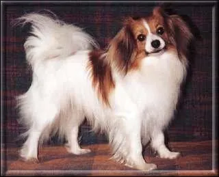 De quelle race est ce chien ?