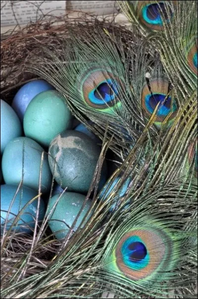 (photo décorative) Les ufs du paon bleu sont de couleur bleu vif :