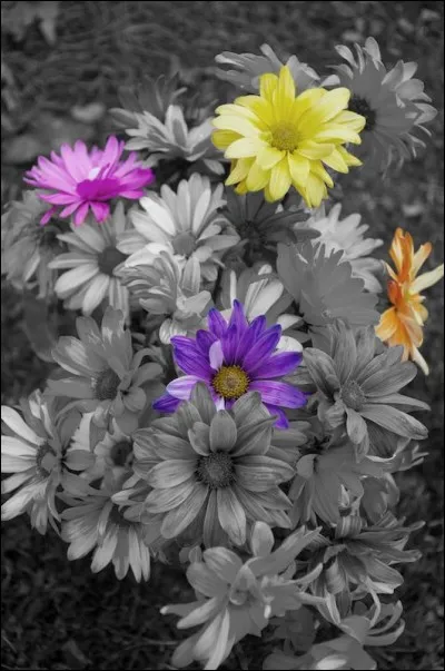 Que sont ces fleurs ?