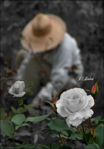 "Omar m'a tuer", une affaire non élucidée, qui a fait couler de l'encre.... Sous la présidence de qui Omar Raddad a-t-il bénéficié d'une grâce présidentielle ?