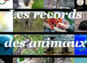 Quiz Les records animaliers